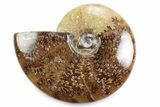 Polished Ammonite (Cleoniceras) Fossil - Madagascar #364943-1